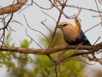 Blue-bellied Roller (Coracias cyanogaster)