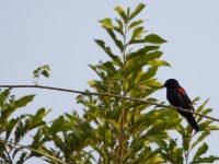 Red-shouldered Cuckooshrike (Campephaga phoenicea)