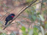 Red-shouldered Cuckooshrike (Campephaga phoenicea)