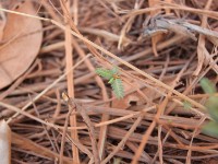 Mole NP