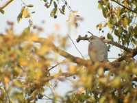 Shikra (Accipiter badius)