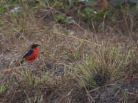 Yellow-crowned Gonolek (Laniarius barbarus)