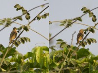 Little Weaver (Ploceus luteolus)