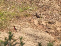 Yellow-crowned Gonolek (Laniarius barbarus) Stone Partridge (Ptilopachus petrosus)