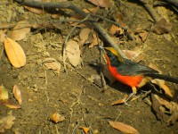 Yellow-crowned Gonolek (Laniarius barbarus)