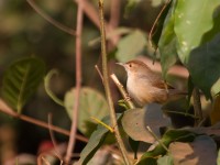 Singing Cisticola (Cisticola cantans)