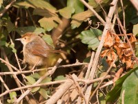 Singing Cisticola (Cisticola cantans)
