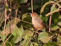 Singing Cisticola (Cisticola cantans)