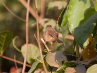 Singing Cisticola (Cisticola cantans)