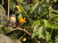 Yellow-breasted Apalis (Apalis flavida)