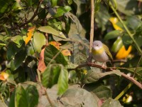 Yellow-breasted Apalis (Apalis flavida)