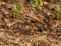 Tawny-flanked Prinia (Prinia subflava)