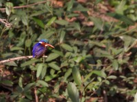 Malachite Kingfisher (Corythornis cristatus)