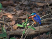 Malachite Kingfisher (Corythornis cristatus)