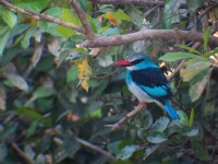 Blue-breasted Kingfisher (Halcyon malimbica)