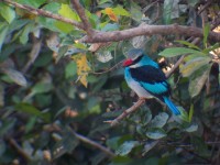 Blue-breasted Kingfisher (Halcyon malimbica)