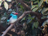 Blue-breasted Kingfisher (Halcyon malimbica)