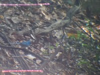 African Blue Flycatcher (Elminia longicauda)