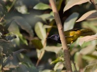 Oriole Warbler (Hypergerus atriceps)