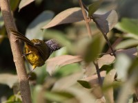 Oriole Warbler (Hypergerus atriceps)