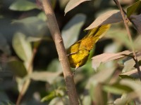 Oriole Warbler (Hypergerus atriceps)