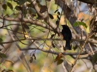 Square-tailed Drongo (Dicrurus ludwigii)