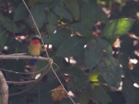 Red-throated Bee-eater (Merops bulocki)