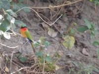 Red-throated Bee-eater (Merops bulocki)