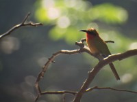 Red-throated Bee-eater (Merops bulocki)
