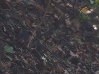 Snowy-crowned Robin-Chat (Cossypha niveicapilla)