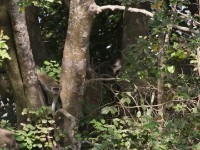 Green Monkey (Chlorocebus sabaeus)