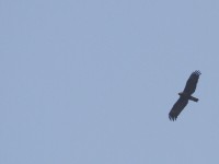 Wahlberg's Eagle (Hieraaetus wahlbergi)