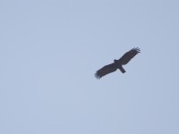Wahlberg's Eagle (Hieraaetus wahlbergi)