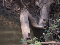 Blackcap Babbler (Turdoides reinwardtii)