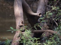 Blackcap Babbler (Turdoides reinwardtii)