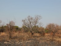 Mole NP