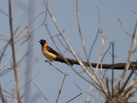 Exclamatory Paradise Whydah (Vidua interjecta)