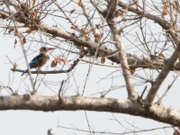 Grey-headed Kingfisher (Halcyon leucocephala)