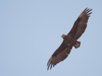 Bateleur (Terathopius ecaudatus)
