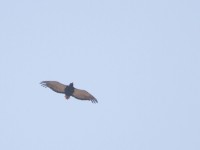Bateleur (Terathopius ecaudatus) female