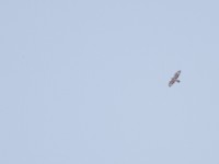 African Hawk-Eagle (Aquila spilogaster)