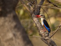 Grey-headed Kingfisher (Halcyon leucocephala)