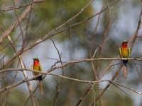 Red-throated Bee-eater (Merops bulocki)