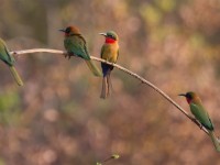 Red-throated Bee-eater (Merops bulocki)