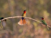 Red-throated Bee-eater (Merops bulocki)