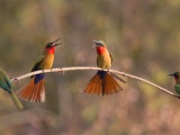Red-throated Bee-eater (Merops bulocki)