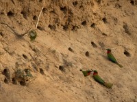 Red-throated Bee-eater (Merops bulocki)