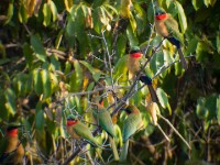 Red-throated Bee-eater (Merops bulocki)