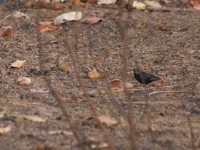 Wilson's Indigobird (Vidua wilsoni)