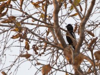 White-shouldered Black Tit (Melaniparus guineensis)